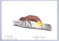 泰雅文物畫冊2-6螢火蟲-3藏品圖，第1張