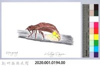 泰雅文物畫冊2-6螢火蟲-3藏品圖，第2張