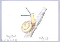 泰雅文物畫冊2-9白高腰蝸牛藏品圖，第1張