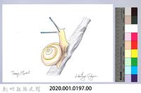 泰雅文物畫冊2-9白高腰蝸牛藏品圖，第2張