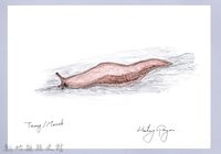 泰雅文物畫冊2-10皺足蛞蝓藏品圖，第1張