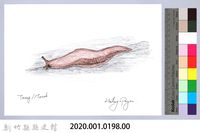 泰雅文物畫冊2-10皺足蛞蝓藏品圖，第2張