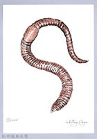 泰雅文物畫冊2-14歐洲紅蚯蚓藏品圖，第1張