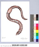 泰雅文物畫冊2-14歐洲紅蚯蚓藏品圖，第2張