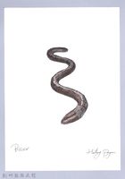 泰雅文物畫冊2-15臺灣腔環蚓藏品圖，第1張