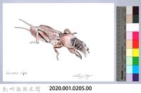 泰雅文物畫冊2-17螻蛄-2藏品圖，第2張