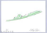 泰雅文物畫冊2-19臺灣黃蝶幼蟲藏品圖，第1張