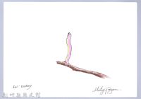 泰雅文物畫冊2-20尺蛾幼蟲藏品圖，第1張