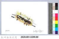 泰雅文物畫冊2-21臺灣黃毒蛾幼蟲藏品圖，第2張