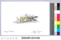 泰雅文物畫冊2-26褐帶蛾幼蟲藏品圖，第2張