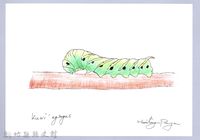 泰雅文物畫冊2-27粉綠白腰天蛾幼蟲藏品圖，第1張