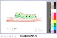 泰雅文物畫冊2-27粉綠白腰天蛾幼蟲藏品圖，第2張