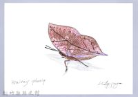 泰雅文物畫冊2-28凹翅紫小灰蝶藏品圖，第1張