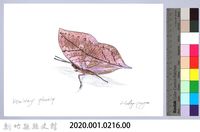 泰雅文物畫冊2-28凹翅紫小灰蝶藏品圖，第2張