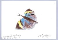 泰雅文物畫冊2-29枯葉蝶-1藏品圖，第1張