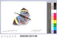 泰雅文物畫冊2-29枯葉蝶-1藏品圖，第2張