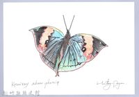 泰雅文物畫冊2-30枯葉蝶-2藏品圖，第1張