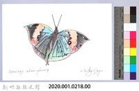 泰雅文物畫冊2-30枯葉蝶-2藏品圖，第2張
