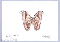 泰雅文物畫冊2-31琉璃蛺蝶藏品圖，第1張