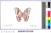 泰雅文物畫冊2-31琉璃蛺蝶藏品圖，第2張