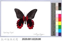 泰雅文物畫冊2-32曙鳳蝶藏品圖，第2張