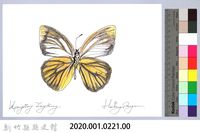 泰雅文物畫冊2-33大鳳蝶-1藏品圖，第2張