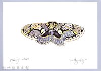 泰雅文物畫冊2-34雙尾蛺蝶藏品圖，第1張