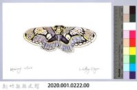 泰雅文物畫冊2-34雙尾蛺蝶藏品圖，第2張