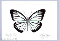 泰雅文物畫冊2-35大鳳蝶-2藏品圖，第1張