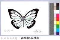 泰雅文物畫冊2-35大鳳蝶-2藏品圖，第2張