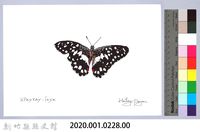 泰雅文物畫冊2-40台灣燦蛺蝶藏品圖，第2張