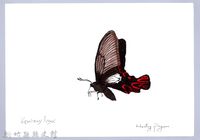 泰雅文物畫冊2-41珀豹蛺蝶藏品圖，第1張