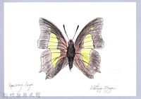 泰雅文物畫冊2-42菜粉蝶藏品圖，第1張