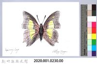 泰雅文物畫冊2-42菜粉蝶藏品圖，第2張