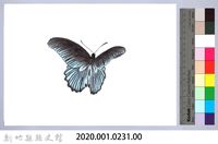 泰雅文物畫冊2-43黑脈粉蝶藏品圖，第2張