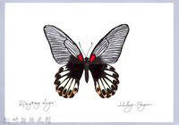 泰雅文物畫冊2-45黃裙豔粉蝶藏品圖，第1張