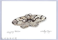 泰雅文物畫冊2-46四黑目天蠶蛾藏品圖，第1張