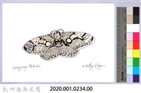 泰雅文物畫冊2-46四黑目天蠶蛾藏品圖，第2張