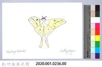 泰雅文物畫冊2-48台灣長尾水青蛾藏品圖，第2張