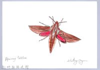 泰雅文物畫冊2-49楓天蛾藏品圖，第1張