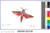 泰雅文物畫冊2-49楓天蛾藏品圖，第2張