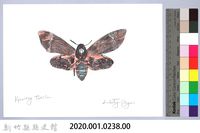 泰雅文物畫冊2-50鬼臉天蛾藏品圖，第2張