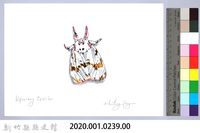 泰雅文物畫冊2-51擬三色星燈蛾藏品圖，第2張