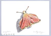 泰雅文物畫冊2-52黃斑索天蛾藏品圖，第1張