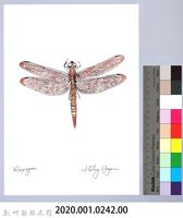 泰雅文物畫冊2-54硃紅蜻蜓藏品圖，第2張