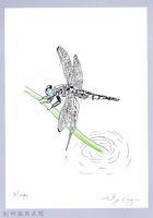 泰雅文物畫冊2-55線紋蜻蜓藏品圖，第1張