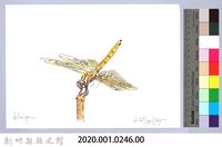 泰雅文物畫冊2-58褐斑蜻蜓藏品圖，第2張