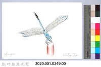 泰雅文物畫冊3-3白刀蜻蜓藏品圖，第2張
