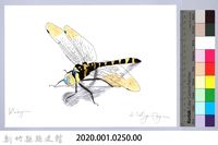 泰雅文物畫冊3-4琥珀蜻蜓藏品圖，第2張