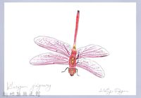 泰雅文物畫冊3-5紫紅蜻蜓藏品圖，第1張
